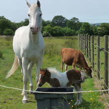 Jim & Speedy @ Fishers Farm